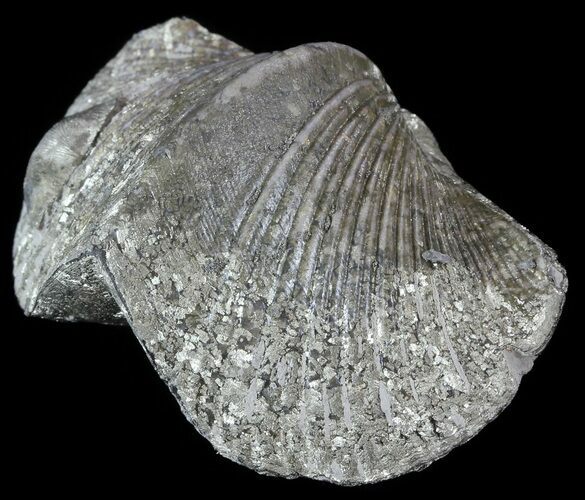 Pyrite Replaced Brachiopod (Paraspirifer) - Ohio #52699